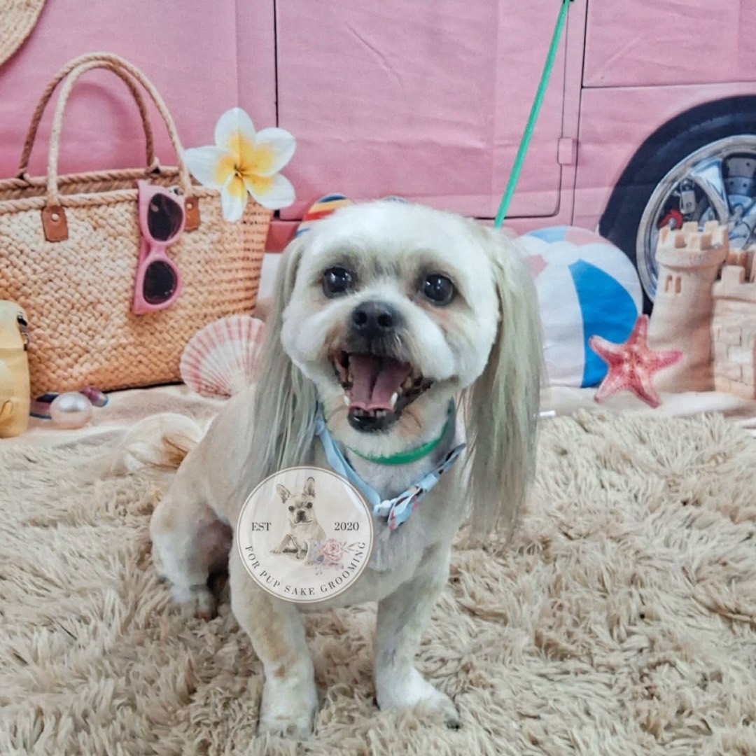 Smiling Shih Tzu after a groom