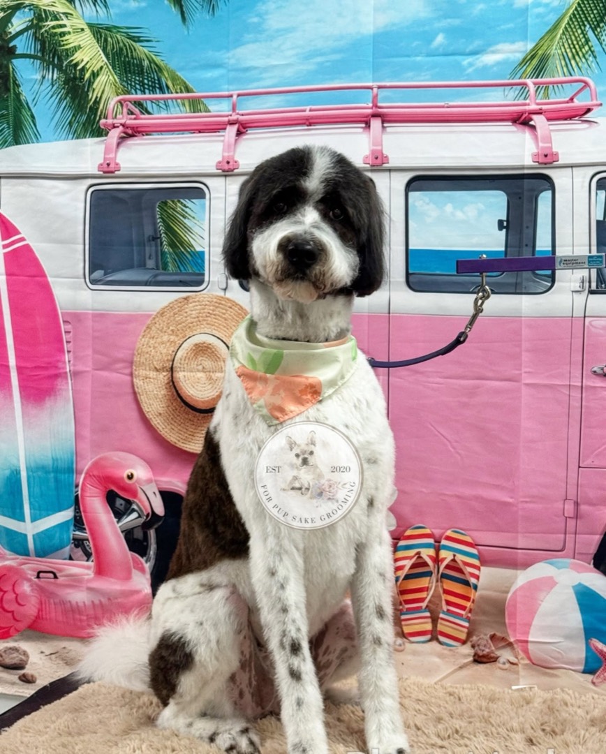 Parti-colored standard poodle in a bandana